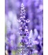 Calendar Lavender